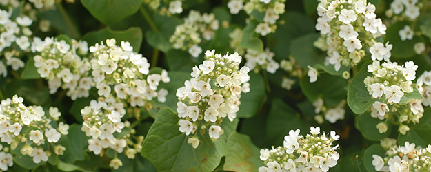 Spermidine Spermidin