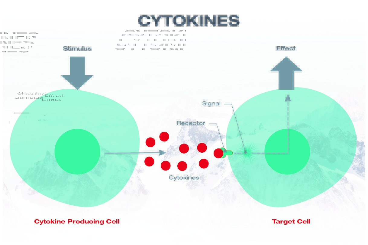 Grundlæggende mekanisme for cytokin