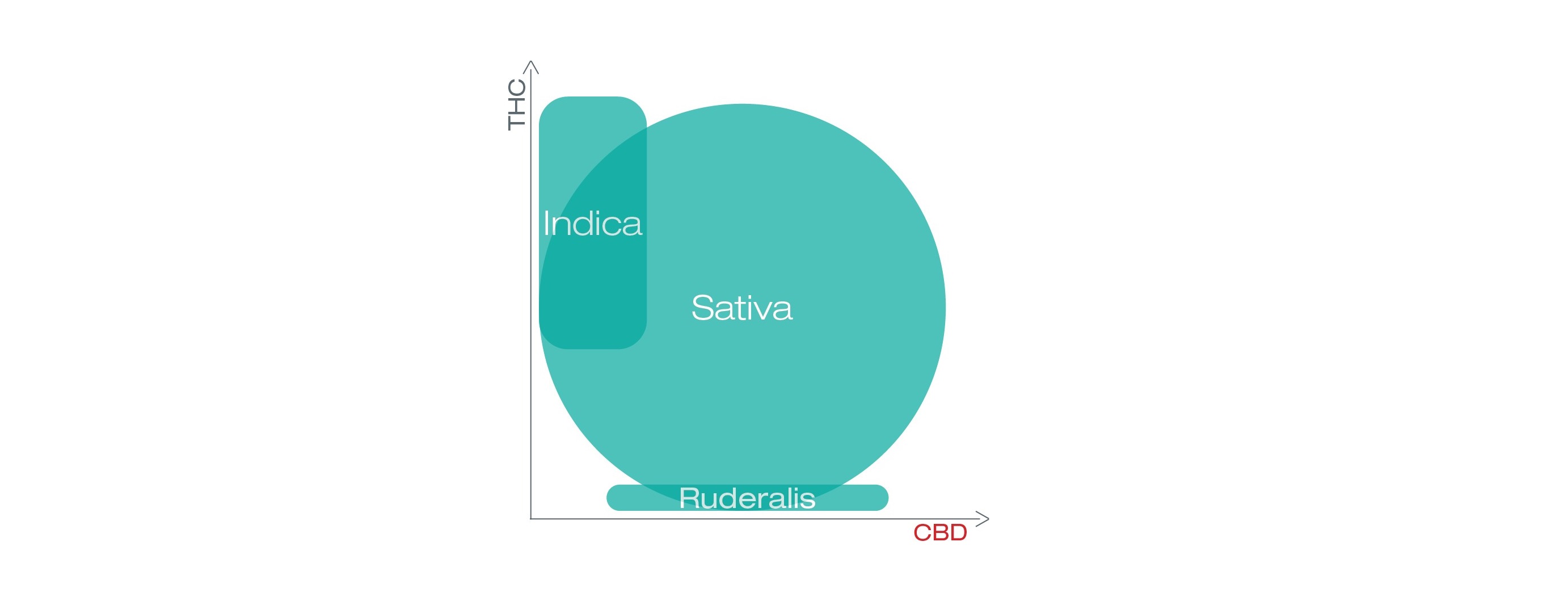 diagram, der viser THC og CBD i sativa, indica og ruderalis