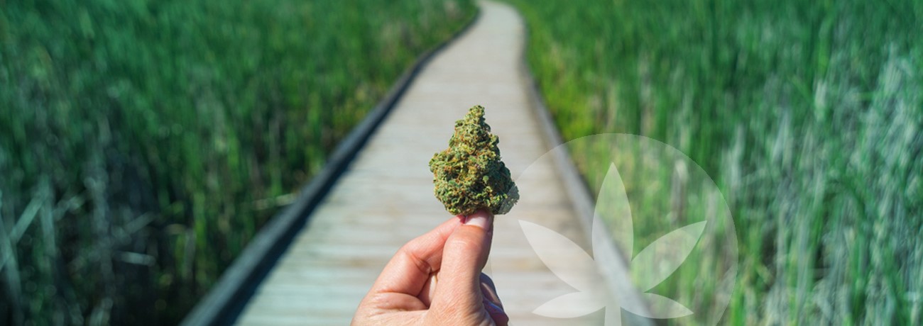 en cannabisknoppe og en vej frem