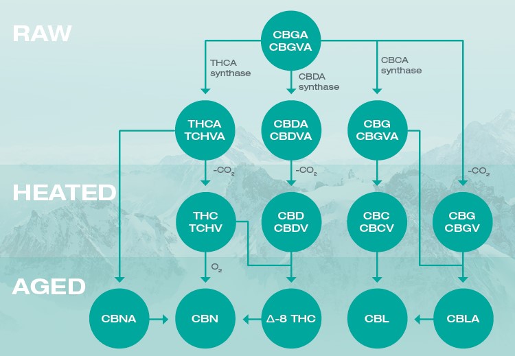 stamtræ over de vigtigste cannabinoider