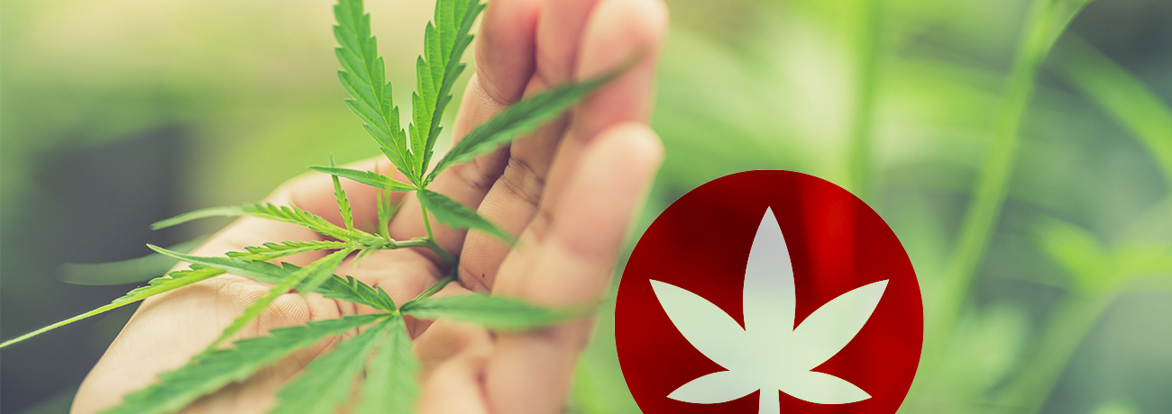 Hvorfor er CBD så populært?