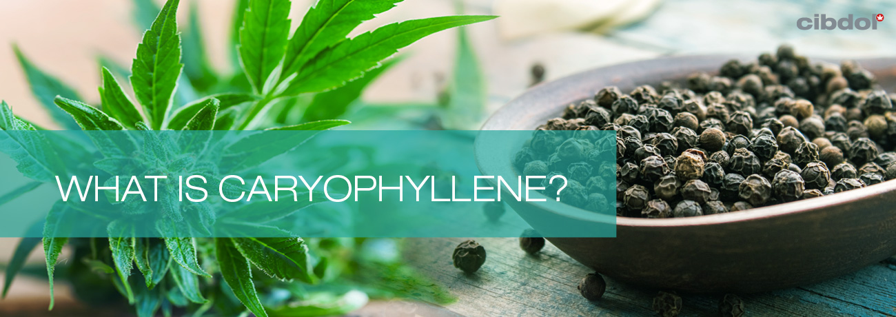Hvad er caryophyllen?