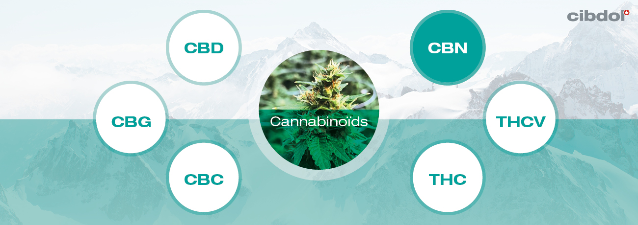 Hvad er CBN (cannabinol)?