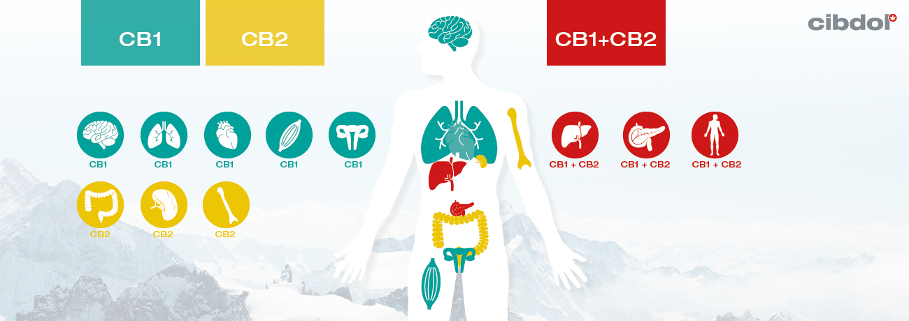 Hvad er klinisk endocannabinoid mangel (CECD)?