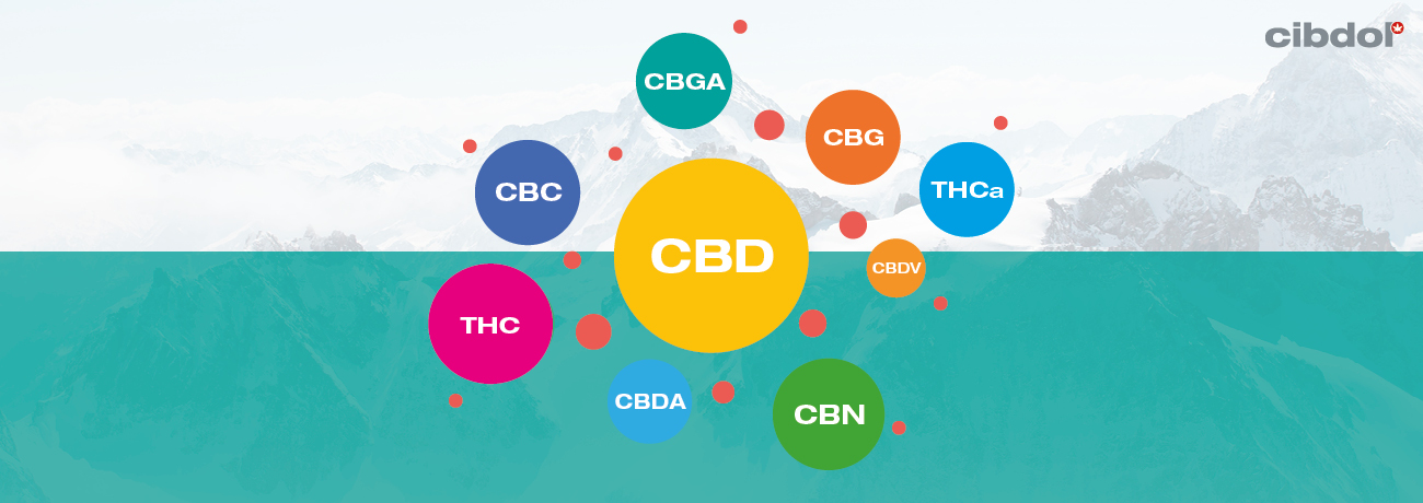 Hvad er fuldspektret CBD-olie?