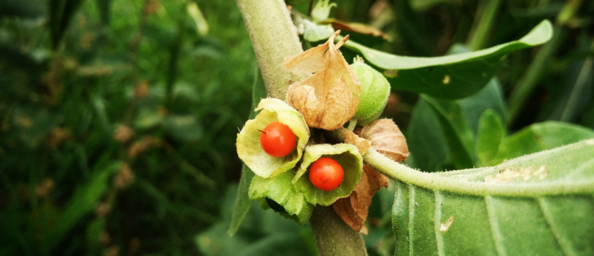 Kan man tage ashwagandha sammen med andre vitaminer?