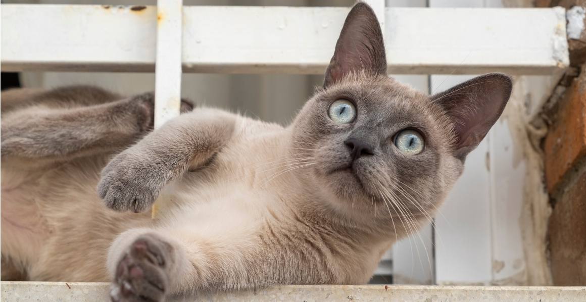 Anbefaler dyrlæger CBD-olie til katte?