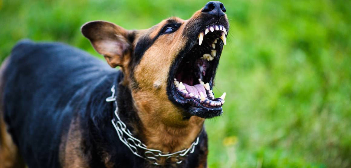 Hjælper cbd til hunde med aggression?