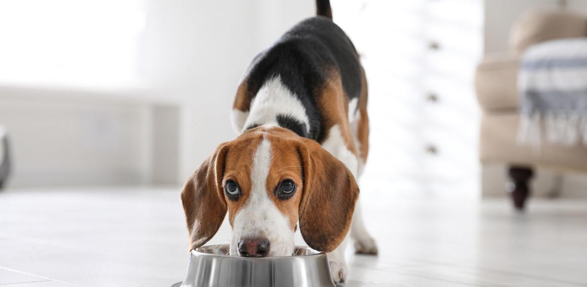 CBD til hunde for at øge appetitten