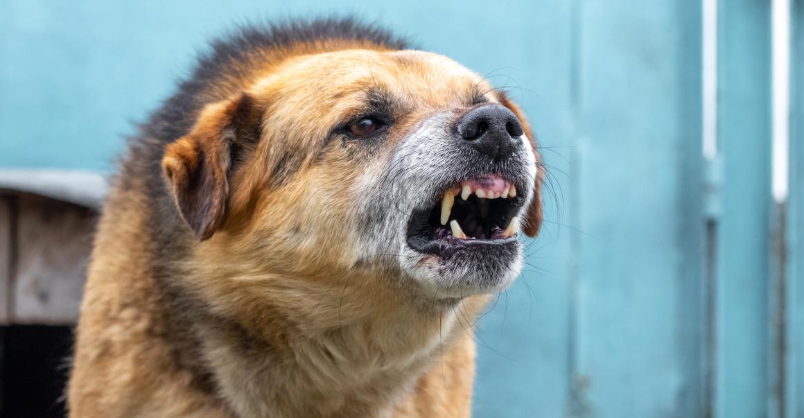 CBD til hunde mod gøen