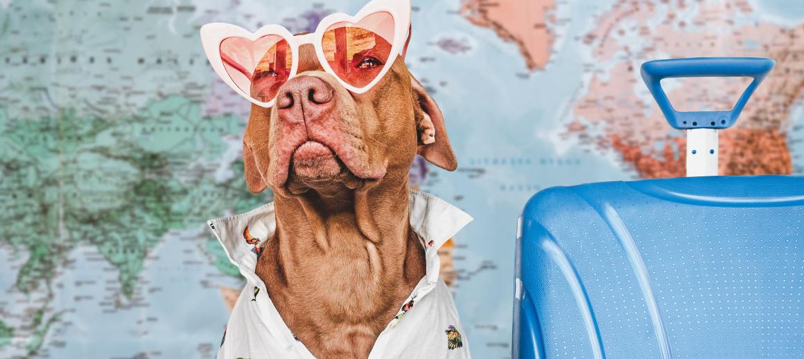 CBD til hunde på flyrejser