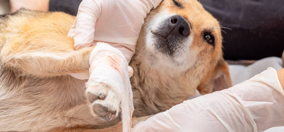 Hjælper cbd til hunde med inflammation?