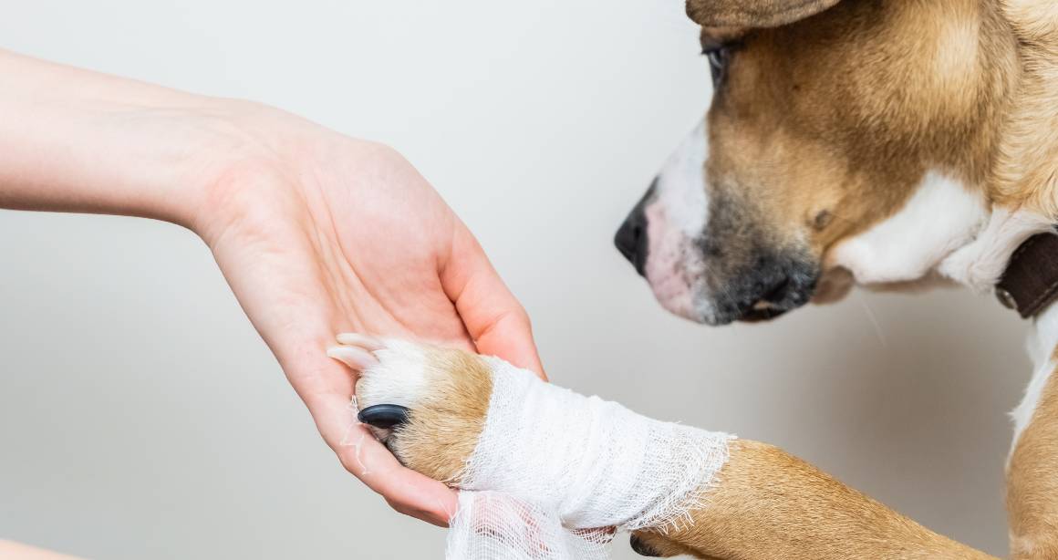 Hjælper cbd til hunde mod ledsmerter?