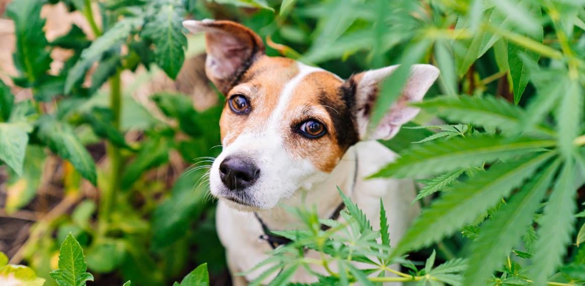 Er cbd til hunde og mennesker det samme?