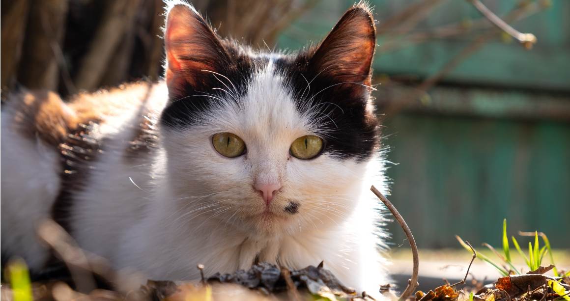 Kan CBD-olie hjælpe katte med kløe?