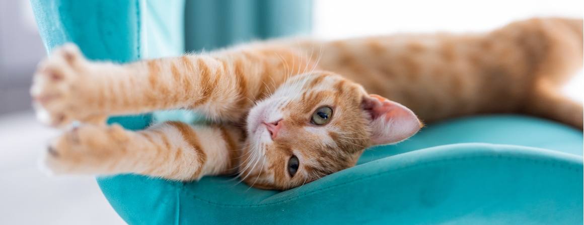 Gør CBD katte søvnige?