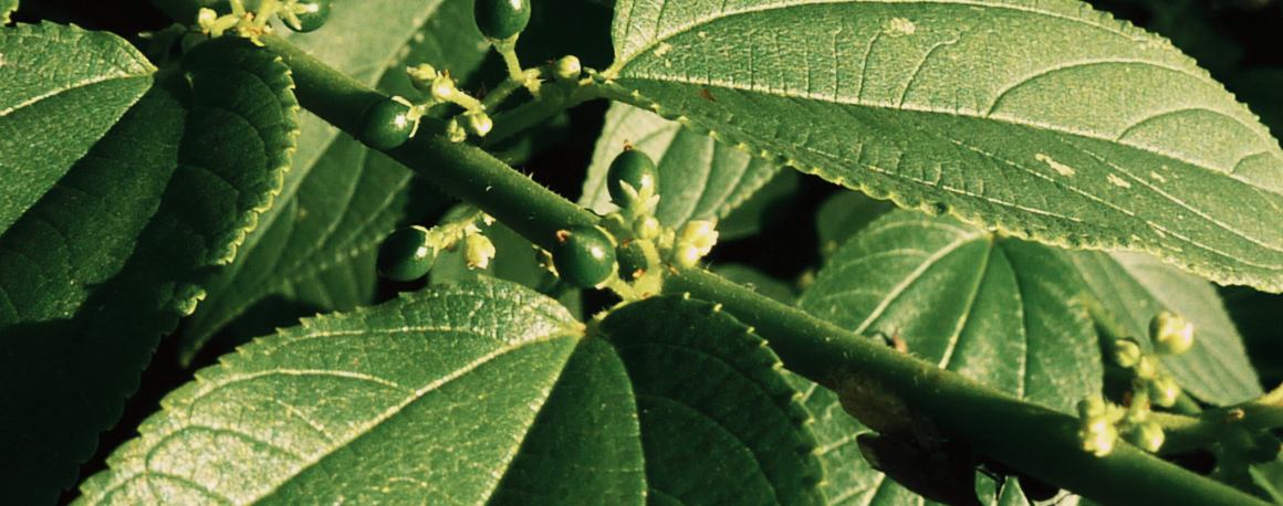 Forskere finder cannabisforbindelse i en helt anden plante