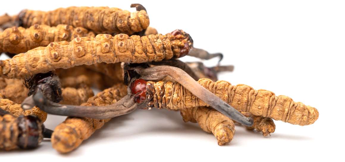 Kan man tage cordyceps hver dag?