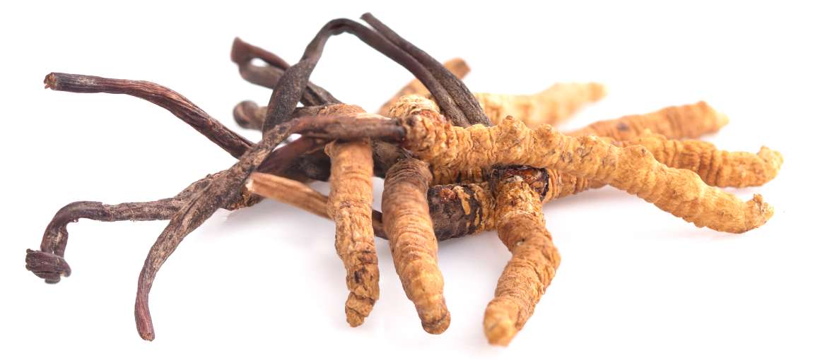 Sænker cordyceps kortisol?