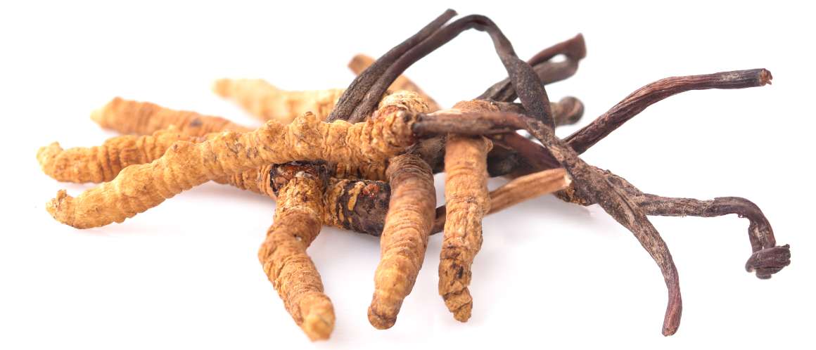 Hvor lang tid tager det at se resultater af cordyceps?