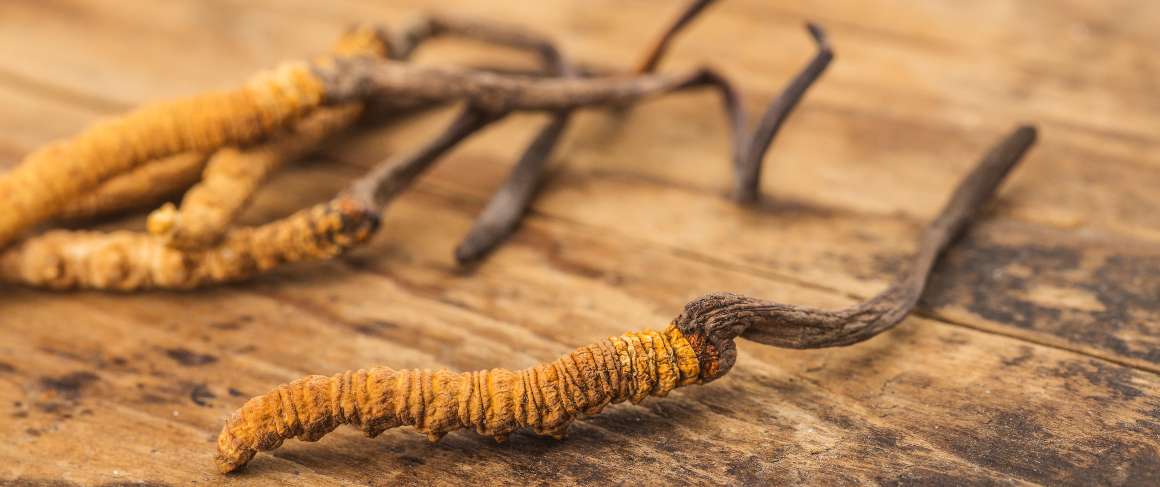 Er det dårligt at tage cordyceps om aftenen?