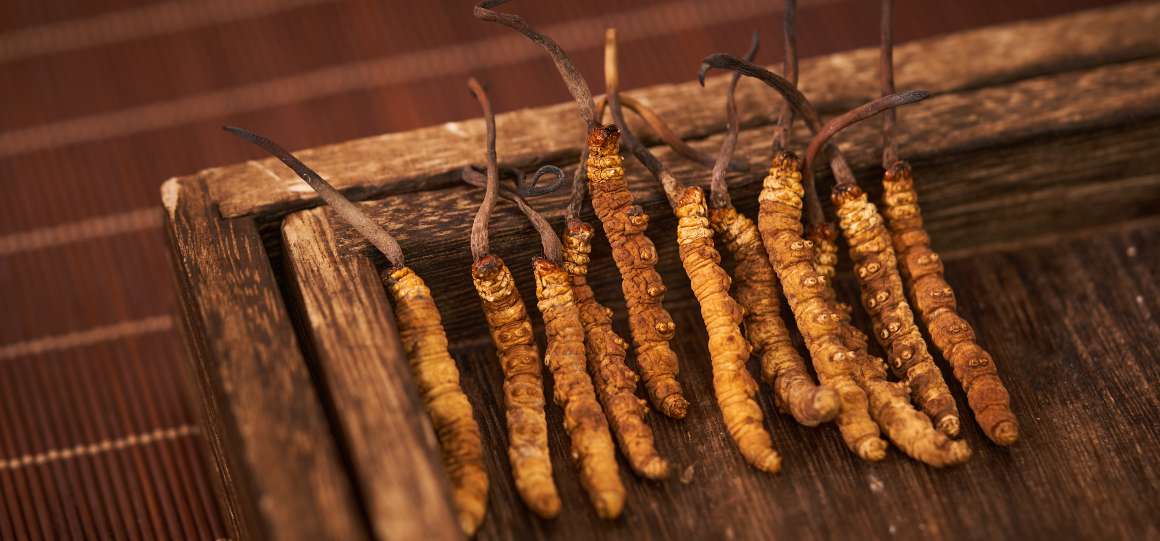 Skal cordyceps tages på tom mave eller sammen med mad?