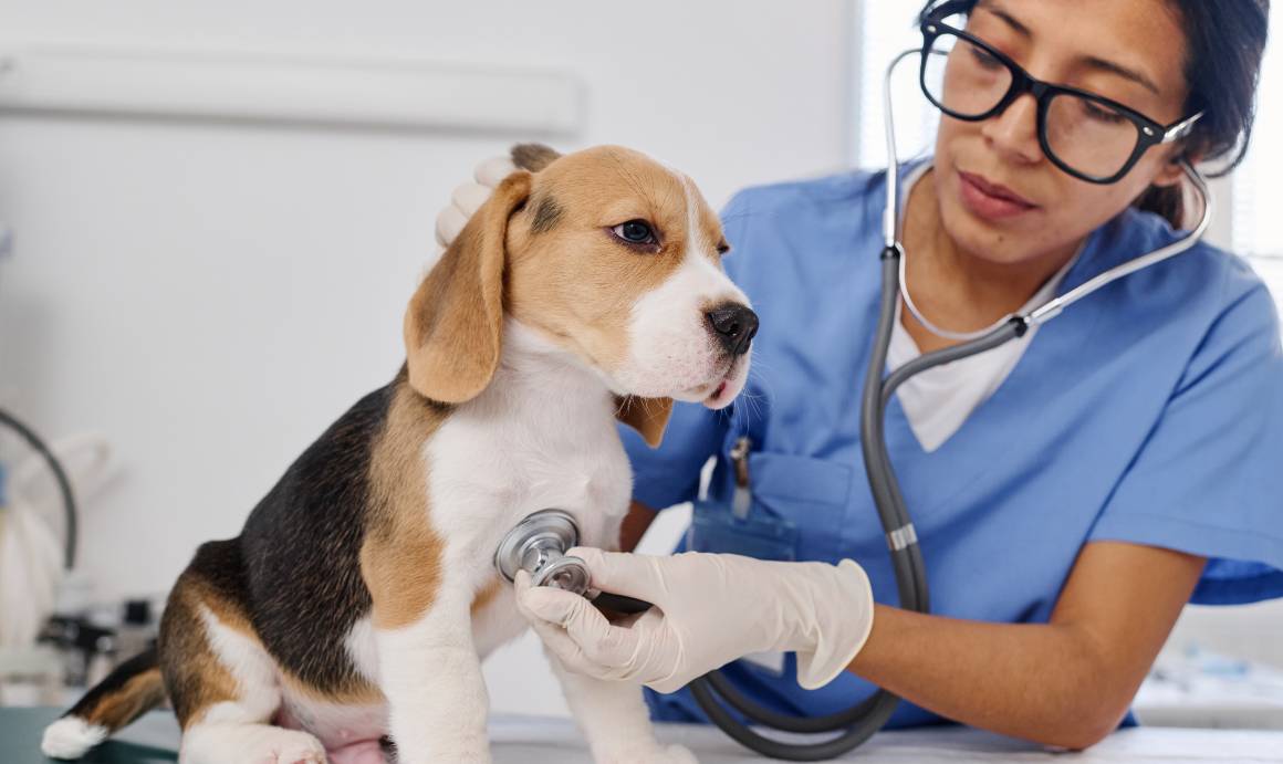 Anbefaler dyrlæger cbd til hunde?
