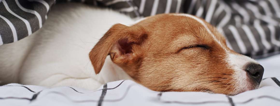 Kan hunde have søvnapnø?