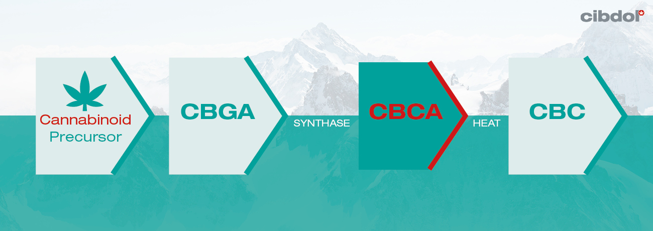 Hvad er CBCA?