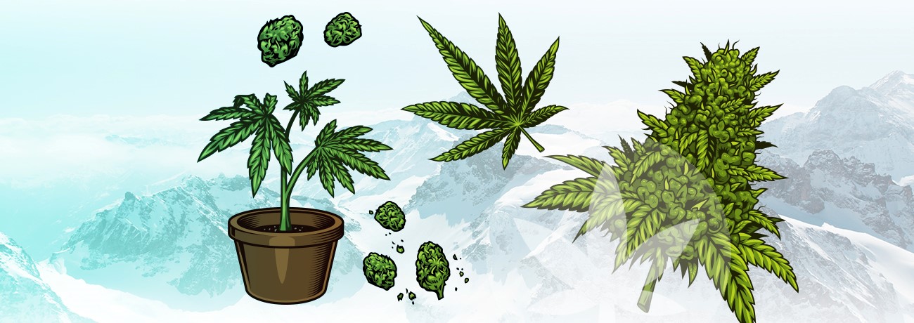 illustration af dele af cannabisplanten