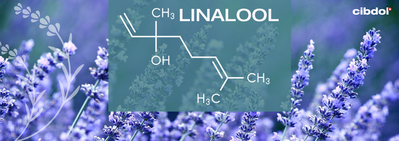 Hvad er linalool?