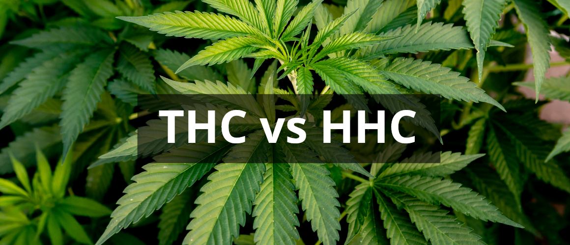 HHC vs THC: Hvordan sammenlignes disse cannabinoider?