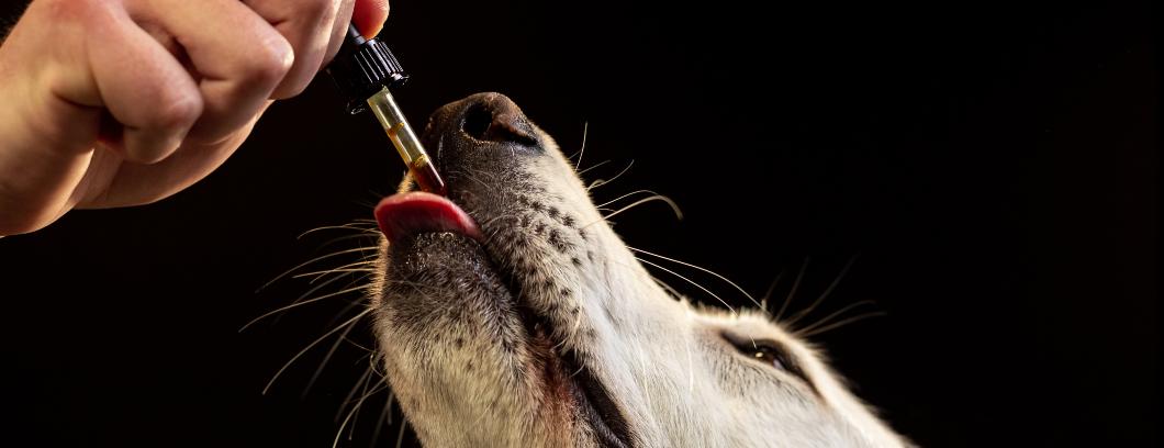 CBD-olie til hunde